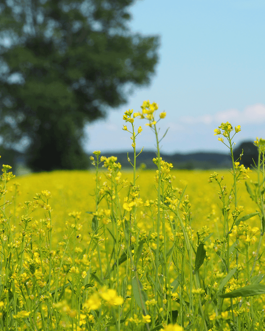 Senf-Salz-Mühle gelb